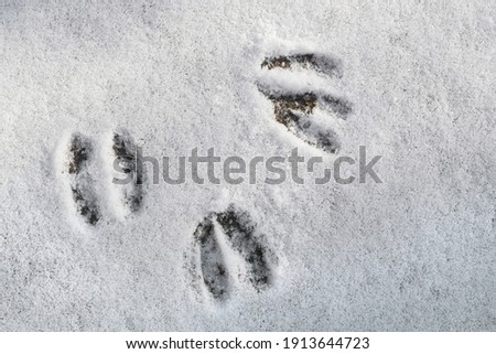 Close-up of footprints from roe deer (Capreolus capreolus) in the snow in winter Royalty-Free Stock Photo #1913644723