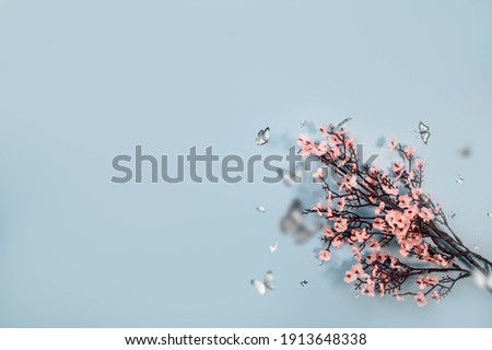 Cherry pink blossoms on blue pastel background. Blooming cherry tree flower branch. Spring floral background
