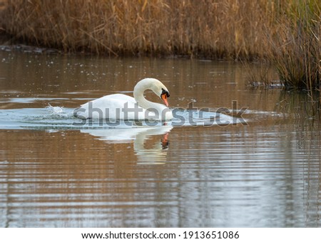 ducks in their habitat in spain
