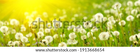 Banner 3:1. Panorama field with dandelions against blue sky and sun beams. Spring background. Soft focus