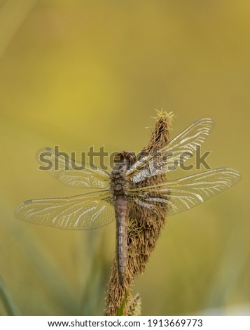 a beautiful dragonfly is sitting on a plant and enjoying the sunlight. The background is a nature reserve