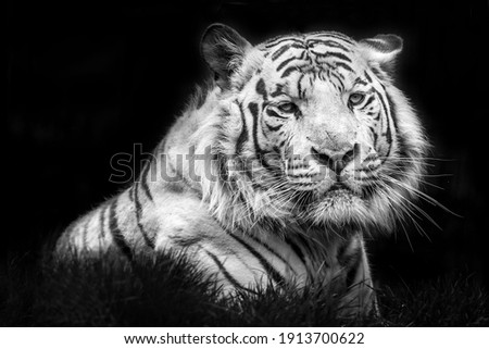 tiger nature angry portrait animal mammal