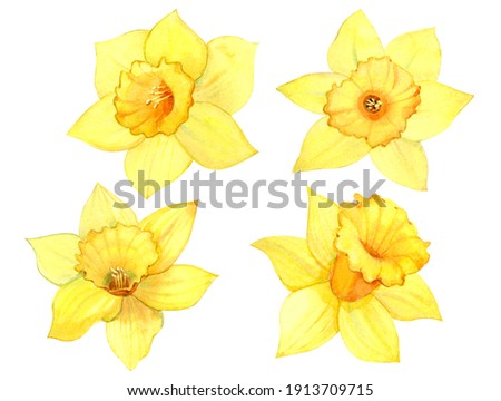 Four yellow daffodils on a white background. Watercolor. Clip art of spring flowers in watercolor. Scrapbooking.
