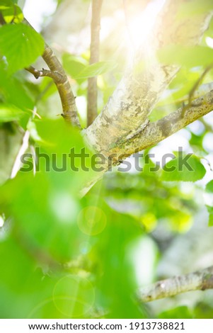 Birch tree with lush green leaves, sunny spring landscape, natural background