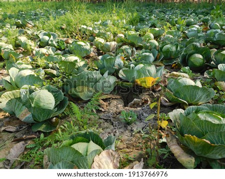 Cabbage grow in the garden.