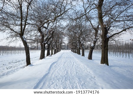 Outdoor diminish perspective view of empty street beside row of trees  and agriculture field covered by snow in winter season and sunny sky. Royalty-Free Stock Photo #1913774176