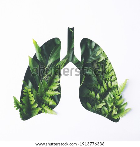 Human lungs made with fresh green plant leaves on white background. Minimal coronavirus or pneumonia concept. Green, world health or environment day and ecology concept. Flat lay. Royalty-Free Stock Photo #1913776336