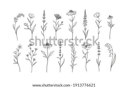 Set of Herbs and Wild Flowers. Hand drawn floral elements. Vector illustration Royalty-Free Stock Photo #1913776621