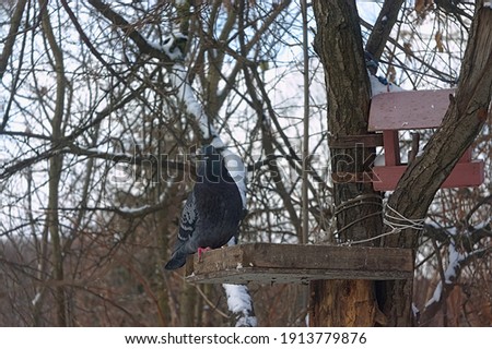 a pigeon on a tree branch on a frosty morning