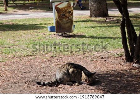 A photo of a stray cat in the park and a cat in the background
