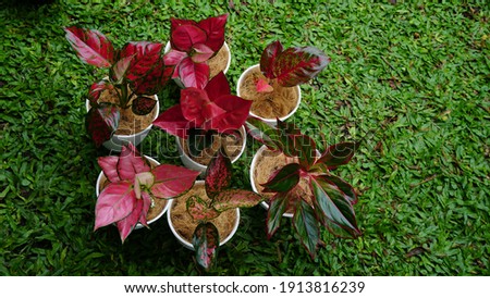 A bunch of red and pink aglonema plants in white pots