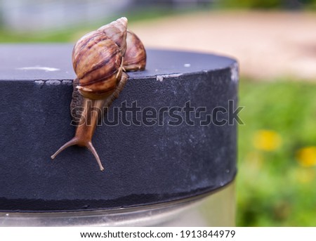Dark achatina snail with a brown striped shell crawling down from the black steel platform. The concept runs slowly, Selective focus.