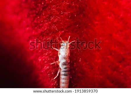 A closeup shot of a small, primitive, wingless insect silverfish on the red background