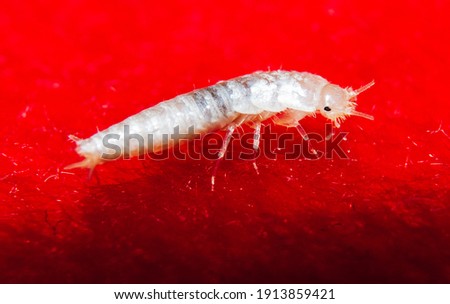 A closeup shot of a small, primitive, wingless insect silverfish on the red background
