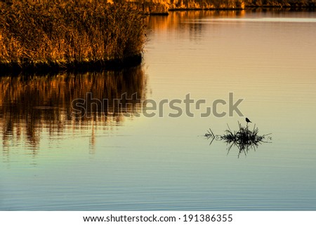 Nature background with coastal reed and shining lake water
