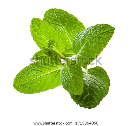 green fresh mint leaves on the stem Royalty-Free Stock Photo #1913864050