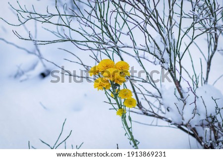 Yellow flowers on white snow. In the winter forest.
