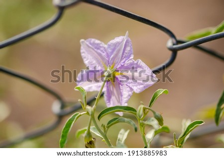 Macro shot of a light purple flower behind a fence