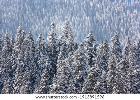 Winter background with fir forest (Christmas trees), scenic view of treetops covered with snow