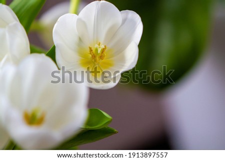 White tulips close-up. Valentine's Day. Flowers for women. Tenderness. A celebration of spring. Copy space.