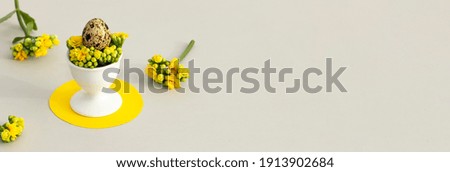 Easter concept in trendy colors. Quail egg with spring flowers on a yellow and gray background with copy space. 