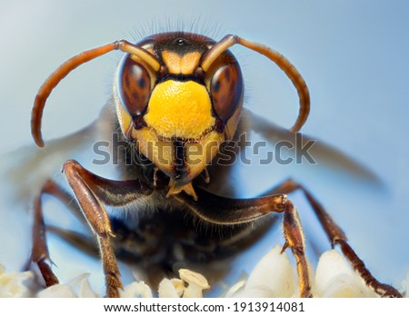 European hornet in close-up in an aggressive pose. Front view.