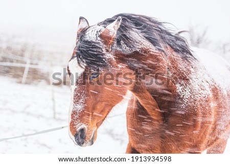 A horse in a paddock on a windy winter day. Visible snowflakes, wind and frost. Close-up of the horse's eyes and head. Winter scenery at the horse farm.