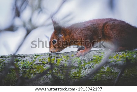 Sciurus on a branch with gray sky