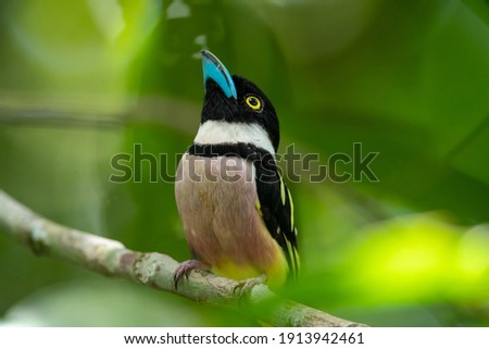 a photo close-up of the beautiful little cute broadbill alone on the little branch of tree in the green forest and blur green forest background