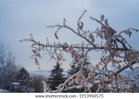 Tree branches covered with ice and frozen in winter. In the background is a beautiful sky with nice bokeh.