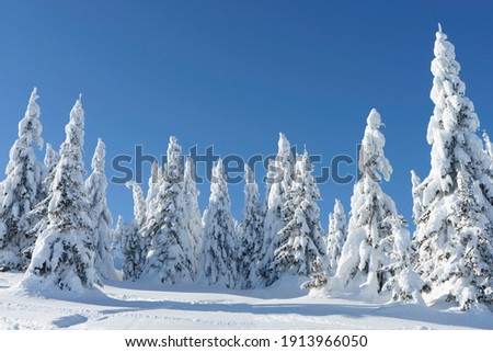 Winter mountain landscape. Fir trees under the snow and blue sky. High quality photo