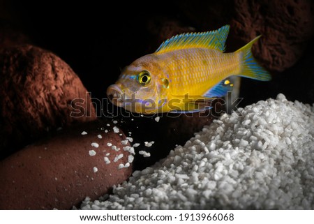 Colorful african cichlid throwing sand from its open mouth in a fish tank with white soil and red stone in a black background