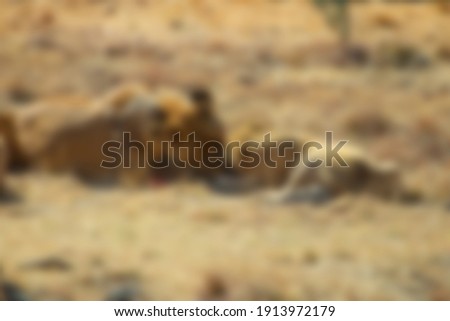 Lions blurred unfocused background in safari park.