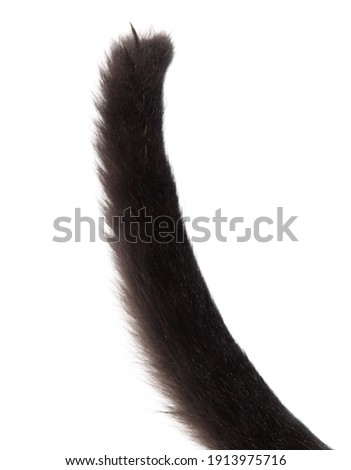 Black cat tail isolated on white background.