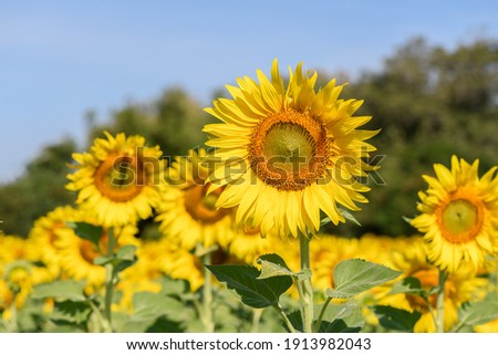 Beautiful sunflower in sunflower field on summer with blue sky at Lop buri province,THAILAND