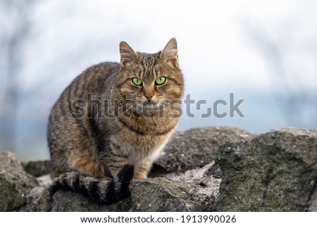 A small green-eyed cat sits on a rock and observes the surroundings.