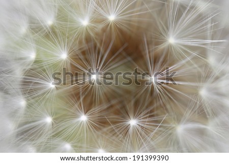 Macro picture of dandelion flower focused on the pappus