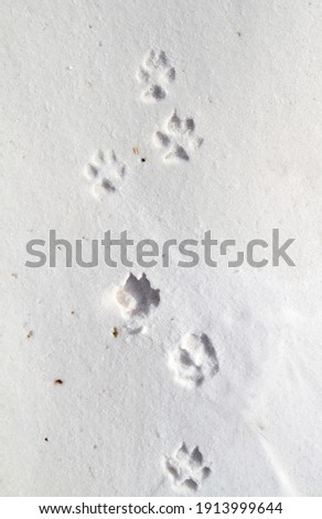 Footprints of a Red Fox in snow