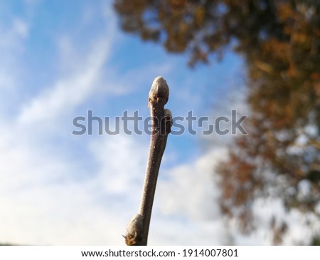 Closed fluffy grey bud of apple tree in garden in winter or early spring in background of blue sky. Macro (close-up) view of apple flower bud in sunlight. Positive image of nature waking up in spring