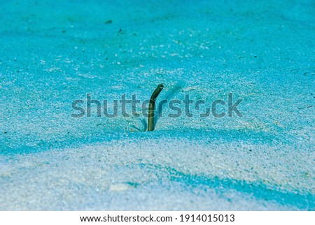 One garden eel feeding above the sand