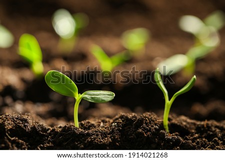 Little green seedlings growing in soil, closeup Royalty-Free Stock Photo #1914021268