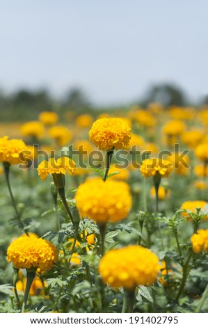 Marigold in flower garden.