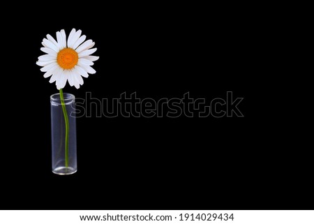 Chamomile with a glass test tube on a black background, minimalistic concept of environmental protection.