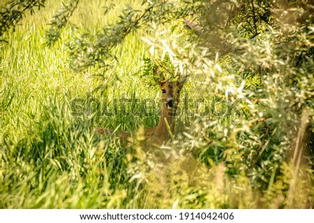 View on a roe deer in the forest on a sunny day.