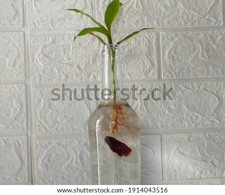 Betta fish in glass bottle on white background. Great for pet fish shops, backgrounds and more.