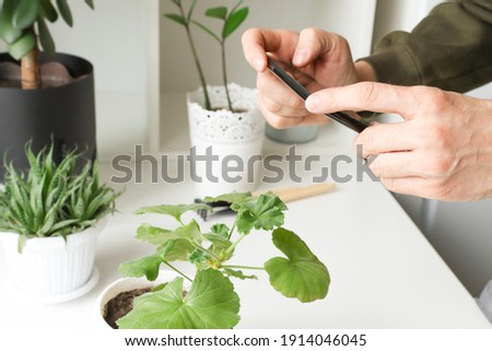 A man takes pictures of indoor flowers. Home plant care and home hobby.