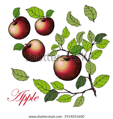 Apple. Branch with leaves and apples. Vector. Hand  drawn illustrations. Isolated on white background