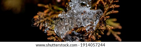 Close-up of ice drop on the plant at winter time. Colorful detail macro panoramic banner shot.