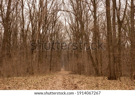Woods during autumn in Serbia