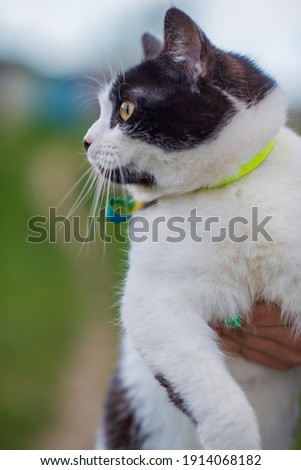 A frightened black and white kitten with yellow eyes in the hands of a man.